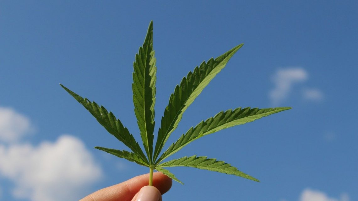 Les points essentiels à savoir sur le hash ou résine de CBD