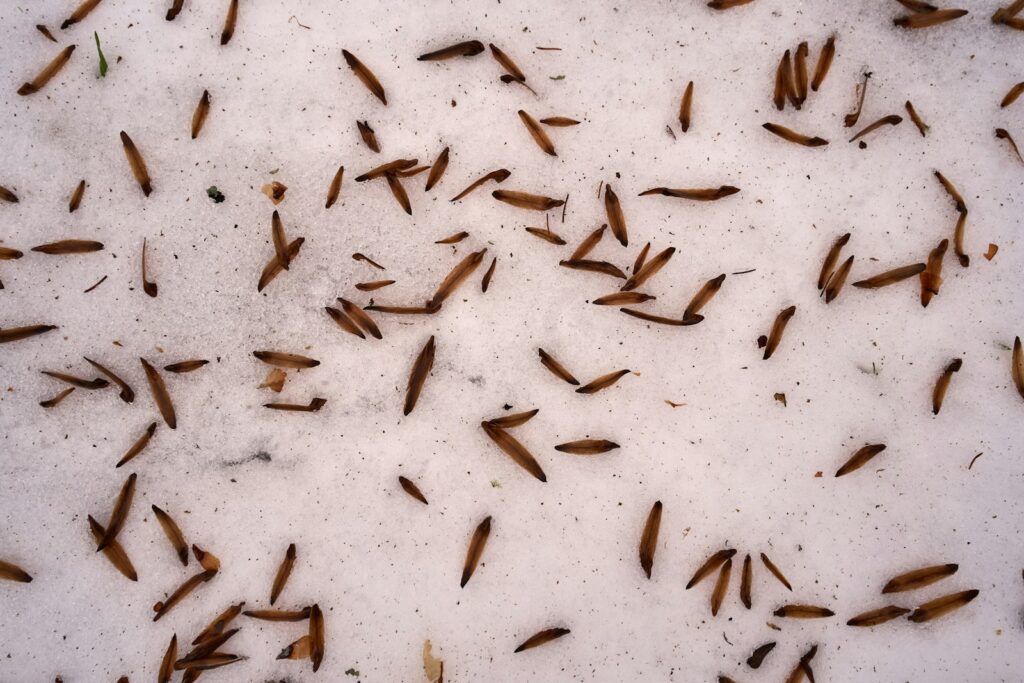 L'élimination des petits vers noirs dans les toilettes