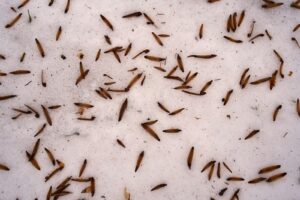 L'élimination des petits vers noirs dans les toilettes